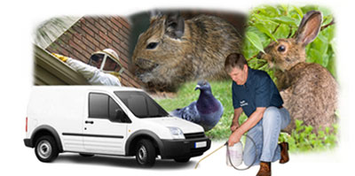 North Walsham local van